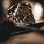 The Bison Ring
