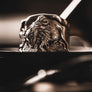 The Bison Ring